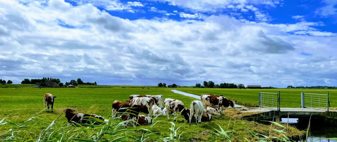 Bijzonder beheer
Photo by <a href="https://unsplash.com/@amirdeljouyi?utm_content=creditCopyText&utm_medium=referral&utm_source=unsplash">Amir Deljouyi</a> on <a href="https://unsplash.com/photos/a-herd-of-cows-grazing-in-a-field--y6NCqLQ3KI?utm_content=creditCopyText&utm_medium=referral&utm_source=unsplash">Unsplash</a>
