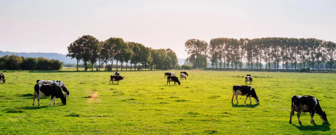 Biologisch boeren zo financier je de overstap