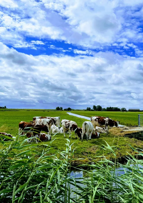 Bijzonder beheer

Photo by <a href="https://unsplash.com/@amirdeljouyi?utm_content=creditCopyText&utm_medium=referral&utm_source=unsplash">Amir Deljouyi</a> on <a href="https://unsplash.com/photos/a-herd-of-cows-grazing-in-a-field--y6NCqLQ3KI?utm_content=creditCopyText&utm_medium=referral&utm_source=unsplash">Unsplash</a>